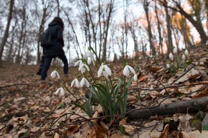 Vesnici proleća visibabe i kukurek