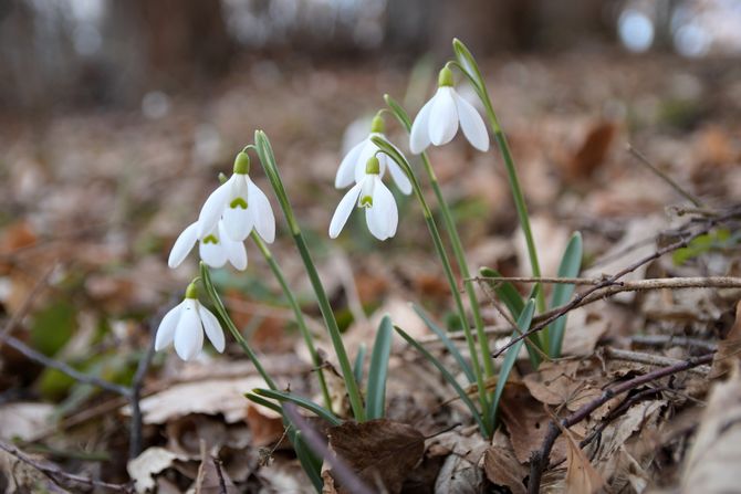 Vesnici proleća visibabe i kukurek Vesnici proleća visibabe i kukurek