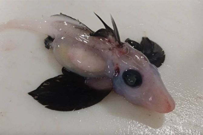 Ajkula duh Ajkula duh