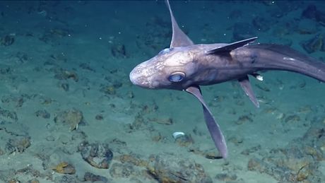 Ajkula duh Ajkula duh