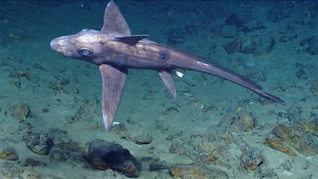 Ajkula duh Ajkula duh