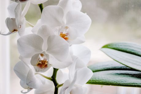 orhideje, orhideja, sobno cveće, sobno bilje