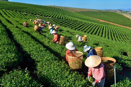 Radnici, plantaža zelenog čaja od 170 hektara u Lam Dongu u Vijetnamu