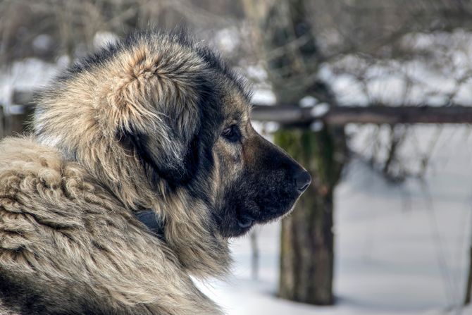 Šarplaninac