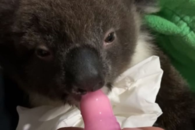 koala, cucla, mleko