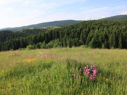365 dana kroz Srbiju Zlatar planina - Nova Varoš
