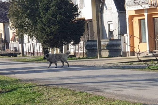 Crna Bara, Bogatić, pas, šarplaninac napadao ljude na ulici