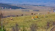 Ujkanovićeva priča je više od obične priče o seoskom životu: Uživamo na pešterskim pašnjacima