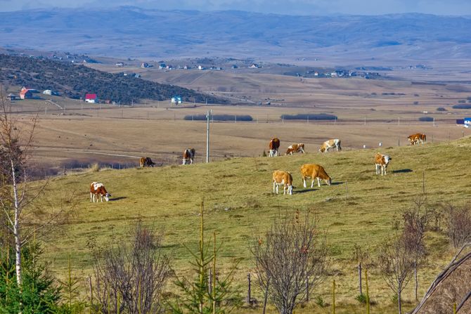 Pešter, Pešterska visoravan, Srbija