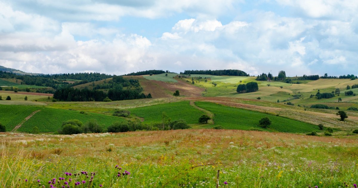 Impozantne ptice uslikane na Pešterskoj visoravni: Moćnog letača proučavali i naučnici