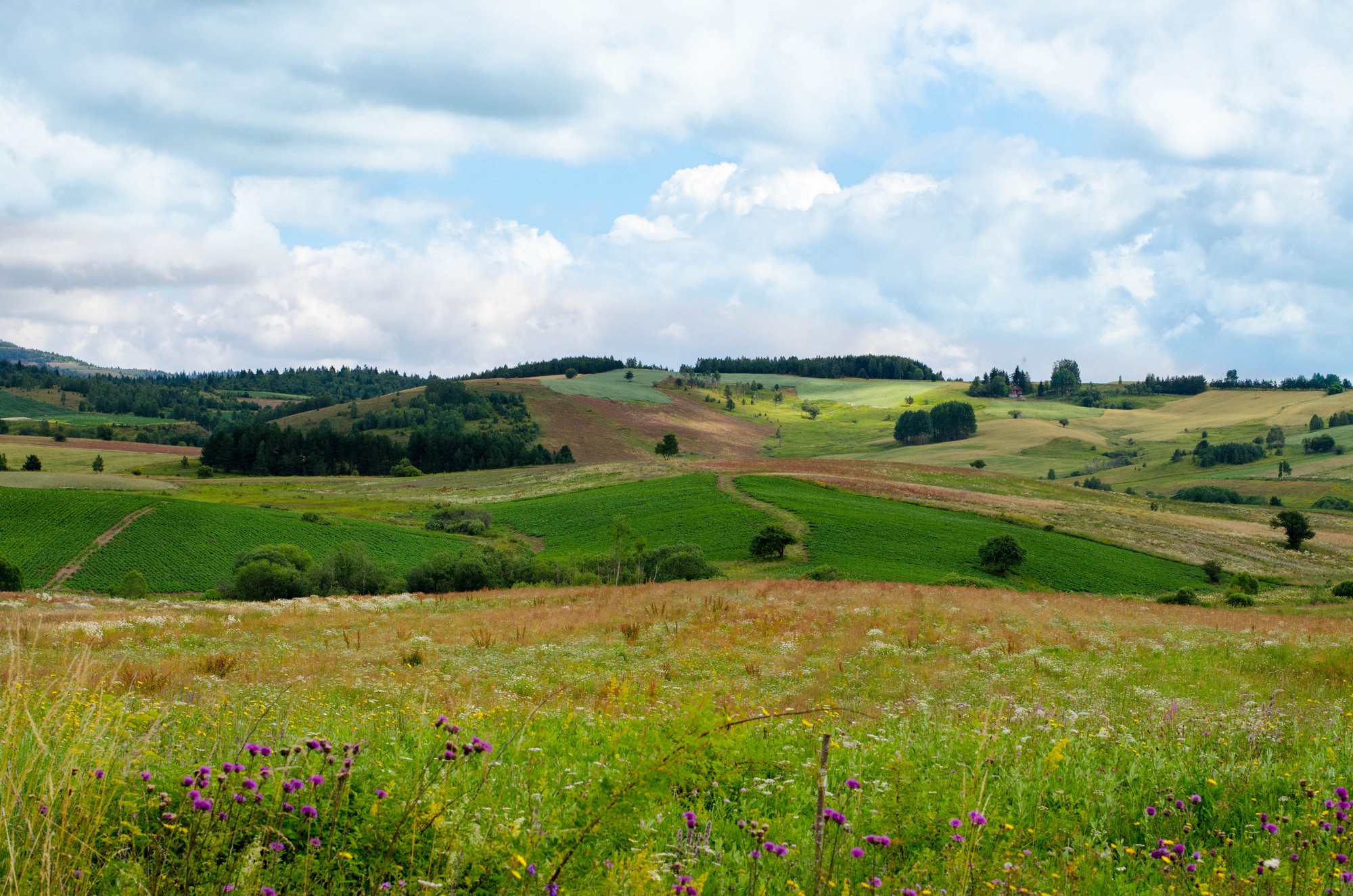 Impozantne ptice uslikane na Pešterskoj visoravni: Moćnog letača proučavali i naučnici