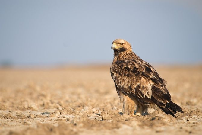 Orao krstaš (Aquila heliaca)