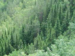 Pančićeva omorika (Picea omorika)