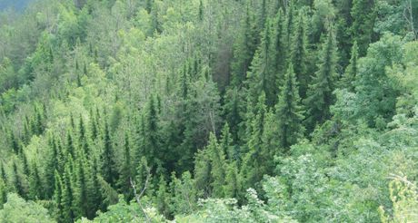 Pančićeva omorika (Picea omorika)