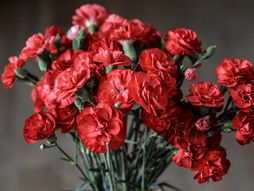 Karanfil, cvet, cveće