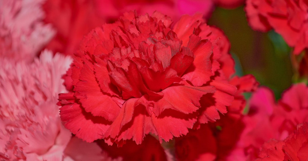 Karanfil je simbol 8. marta Cvet sa dugom tradicijom koji ima posebno