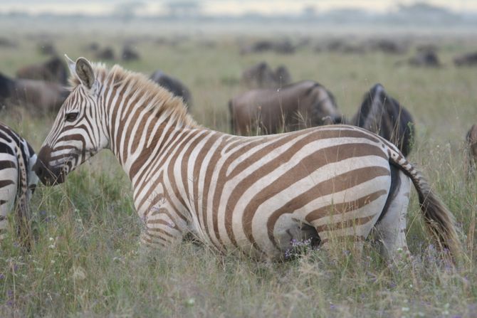 Albino zebra