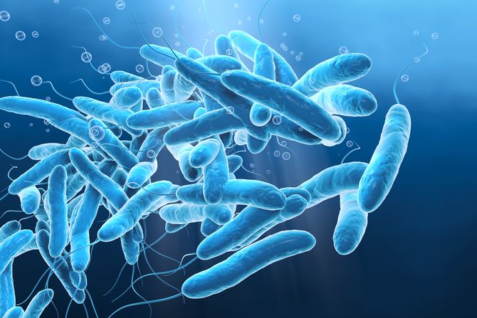 Legionella Legionela bakterija