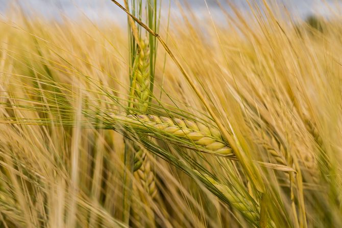 Pšenica dostigla novi maksimum: Cena soje i kukuruza pala
