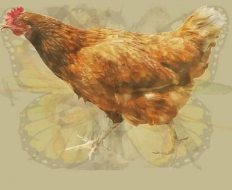 Optička iluzija, životinje