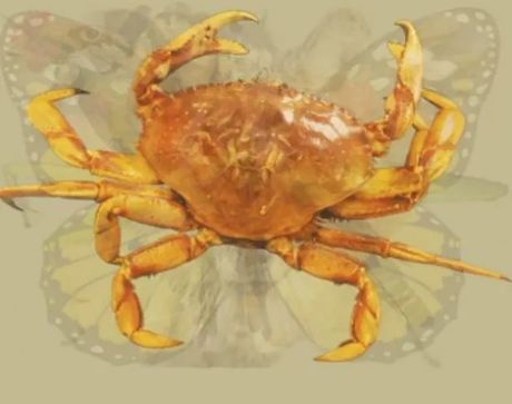 Optička iluzija, životinje