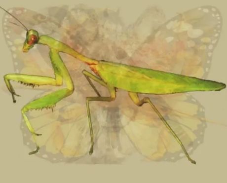 Optička iluzija, životinje