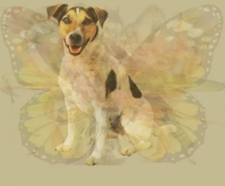 Optička iluzija, životinje