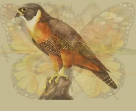 Optička iluzija, životinje