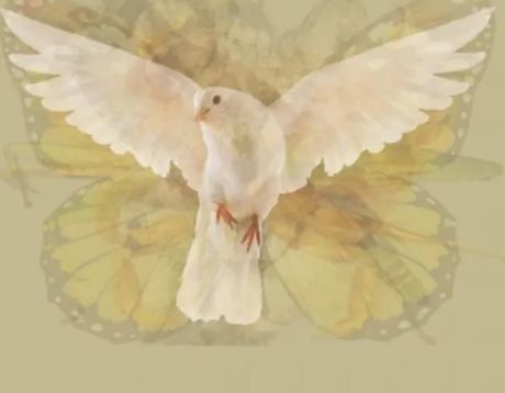 Optička iluzija, životinje