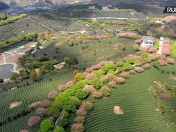 Procavala trešnja u bašti čaja