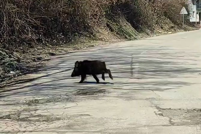 Divlja svinja, Kosjerić