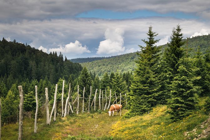 Planina Golija