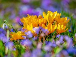 Proleće, cveće, horoskop, zodijak, astrologija