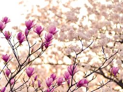 Proleće, cveće, horoskop, zodijak, astrologija