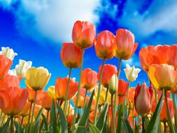 Proleće, cveće, horoskop, zodijak, astrologija