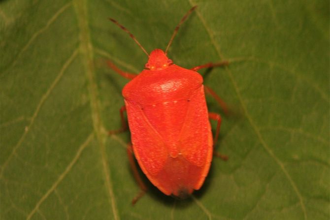 crvena varijanta Nezara viridula. Etiopska zelena stenica