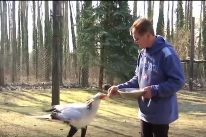 Milan Marić, Zoo vrt, Vojvodina