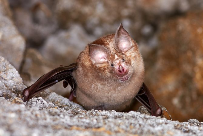 Slepi miš mali potkovičar, Rhinolophus hipposideros