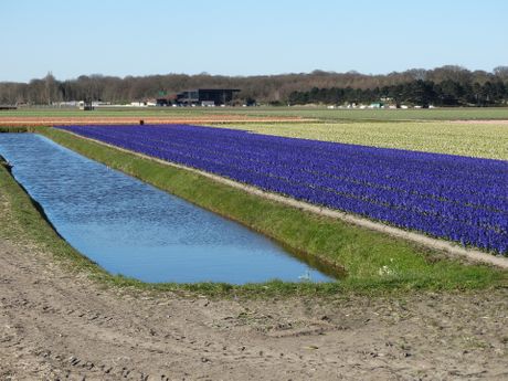 Keukenhof, Holandija