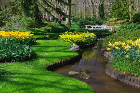 Keukenhof, Holandija