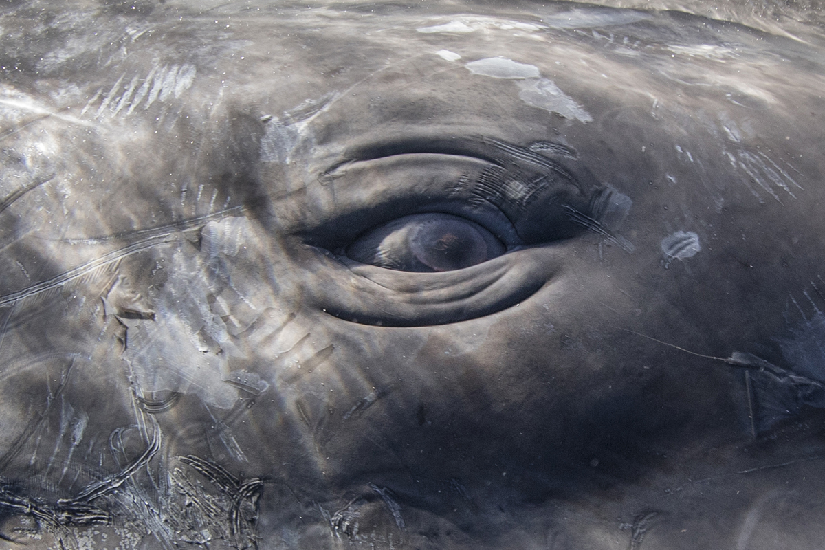 Komunikacija kitova ulješura ima sličnosti sa obrascima ljudskog govora