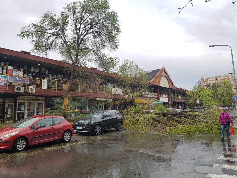 Ogromno drvo se prepolovilo i palo na ulicu u Novom Beogradu: Jaka ...