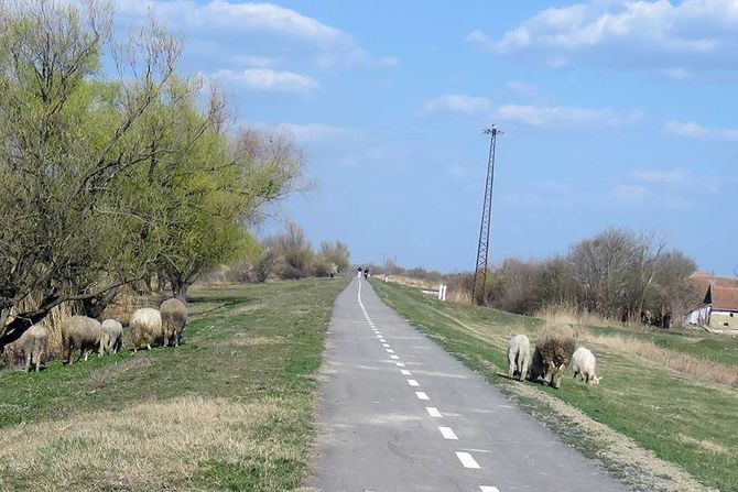 biciklistička staza, zrenjanin, granica sa rumunijom