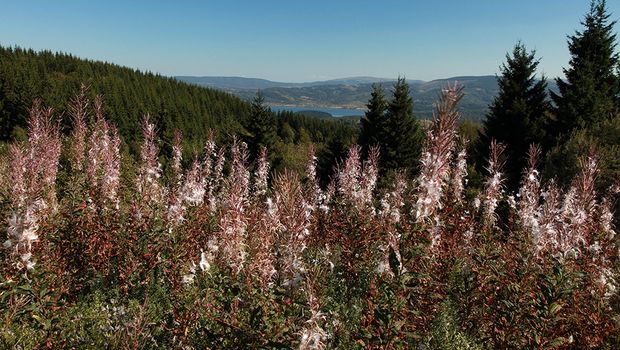 Planina Cemernik - Vlasinsko jezero