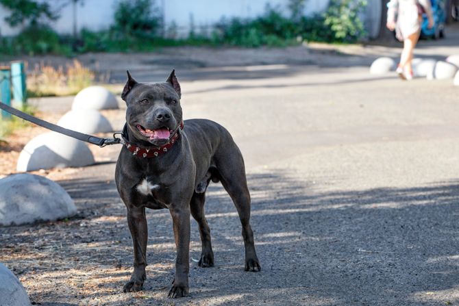 Staffordshire Bull Terrier staford terijer