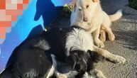 Niško Udruženje "Pit" poziva građane da doniraju novogodišnje paketiće za napuštene pse