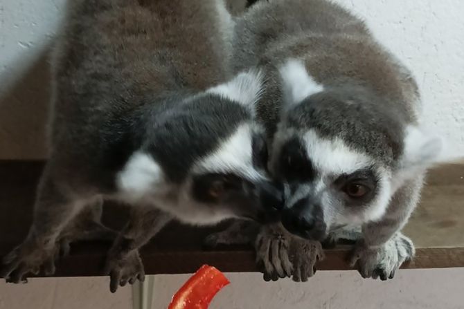 Zoo vrt Jagodina, lemur