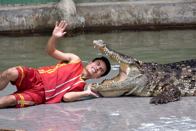 Muškarac stavio glavu u usta krokodila, Sriracha Tiger Zoo Zoološki vrt