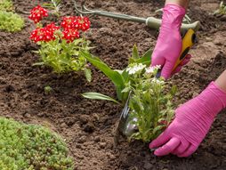Verbena, cveće, sadnja cveća, nega cveća, biljke
