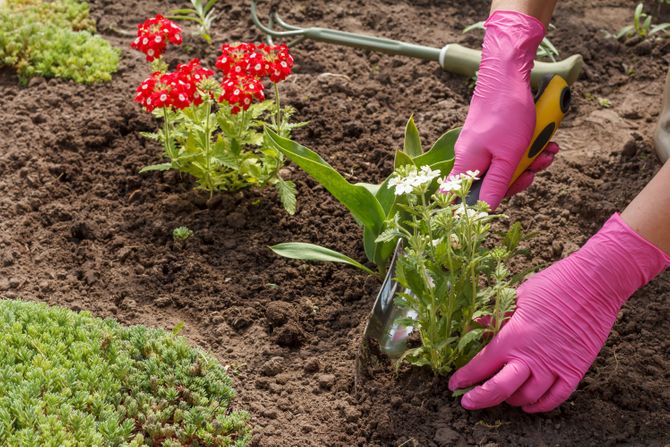 Verbena, cveće, sadnja cveća, nega cveća, biljke Verbena, cveće, sadnja cveća, nega cveća, biljke